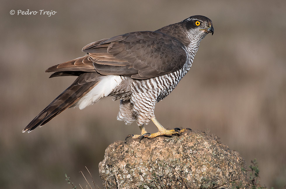 Azor (Accipiter gentilis)